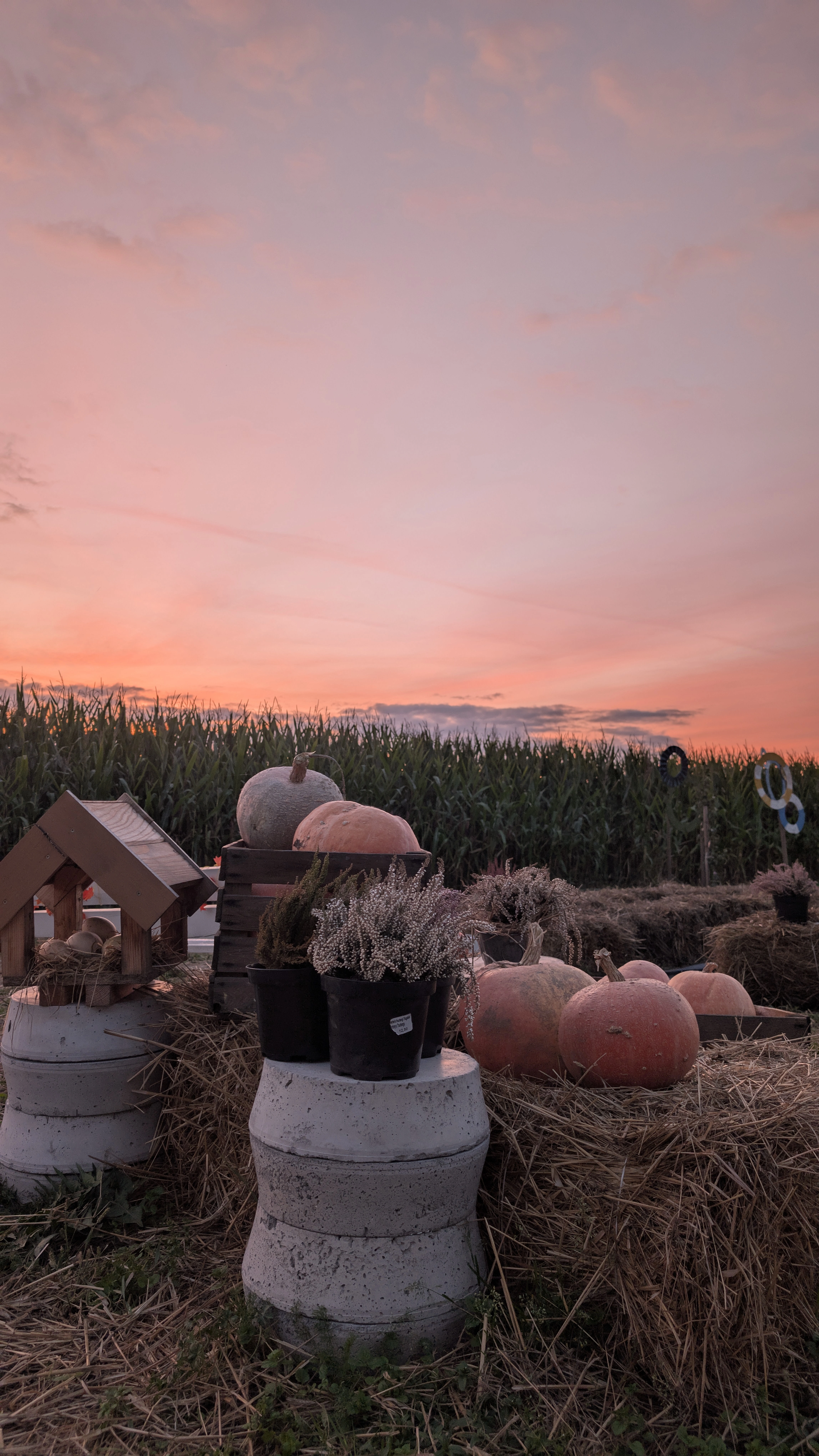 Ogród Mała Bajka - farma dyniowa w Niewiarowie